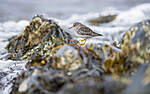 BB 13 0628 / Calidris maritima / Fjæreplytt